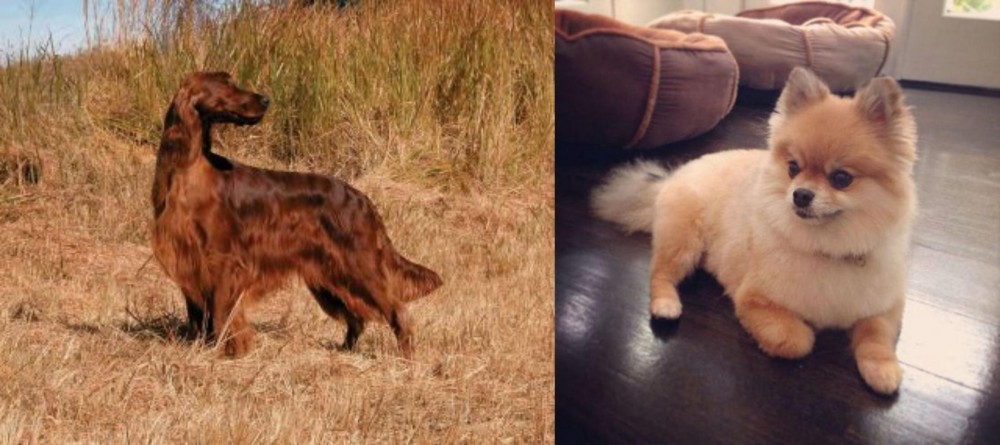 Pomeranian vs Irish Setter - Breed Comparison