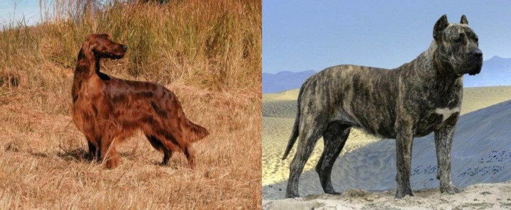 Presa Canario vs Irish Setter - Breed Comparison