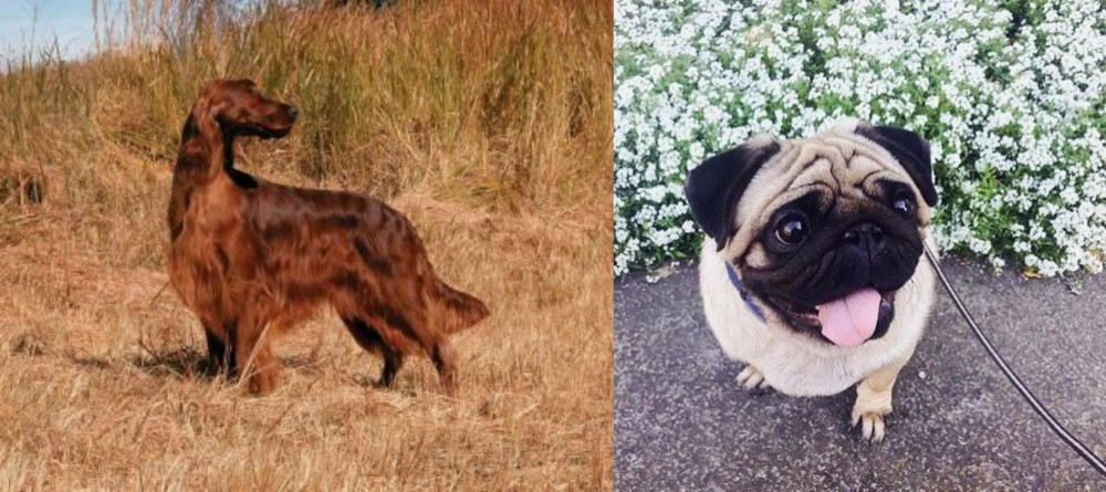 Pug vs Irish Setter - Breed Comparison