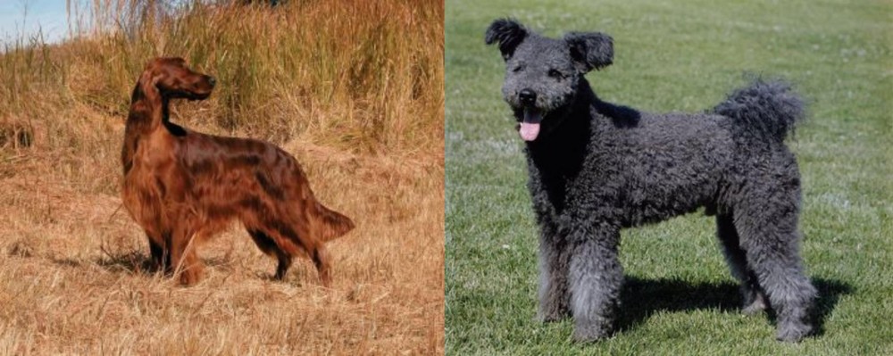 Pumi vs Irish Setter - Breed Comparison