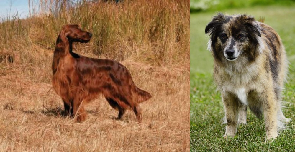 Pyrenean Shepherd vs Irish Setter - Breed Comparison