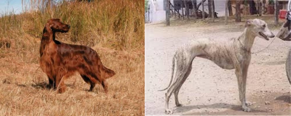 Rampur Greyhound vs Irish Setter - Breed Comparison