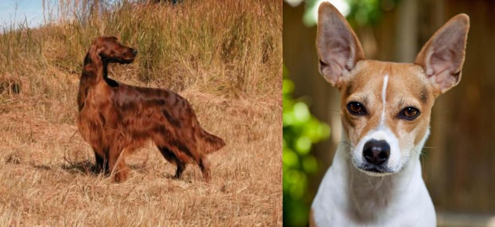 Rat Terrier vs Irish Setter - Breed Comparison