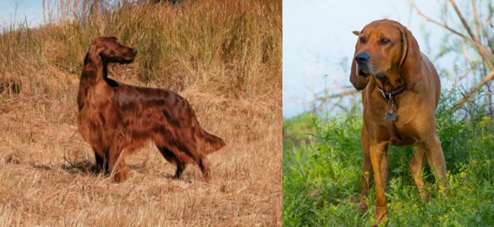 Redbone Coonhound vs Irish Setter - Breed Comparison