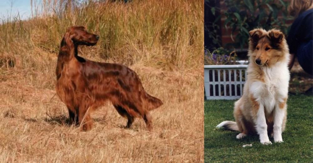 Rough Collie vs Irish Setter - Breed Comparison