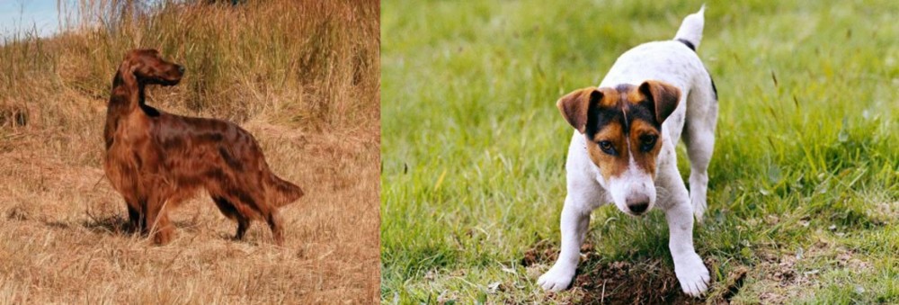 Russell Terrier vs Irish Setter - Breed Comparison