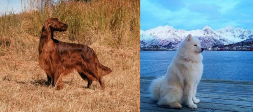Samoyed vs Irish Setter - Breed Comparison