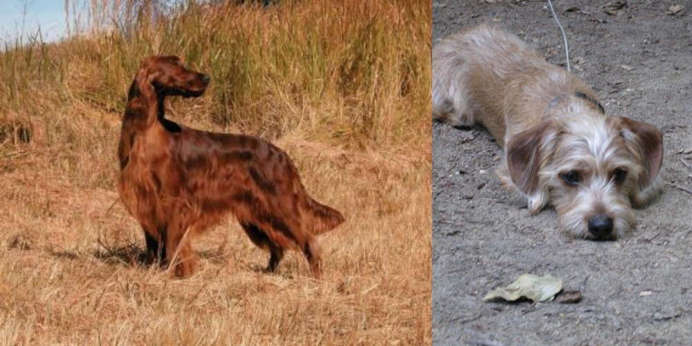 Schweenie vs Irish Setter - Breed Comparison