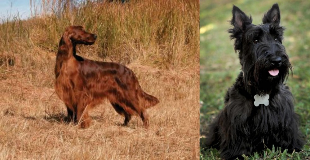 Scoland Terrier vs Irish Setter - Breed Comparison