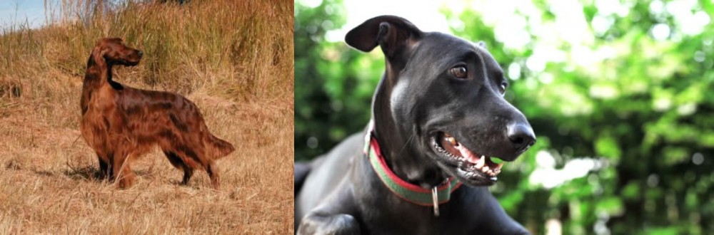 Shepard Labrador vs Irish Setter - Breed Comparison