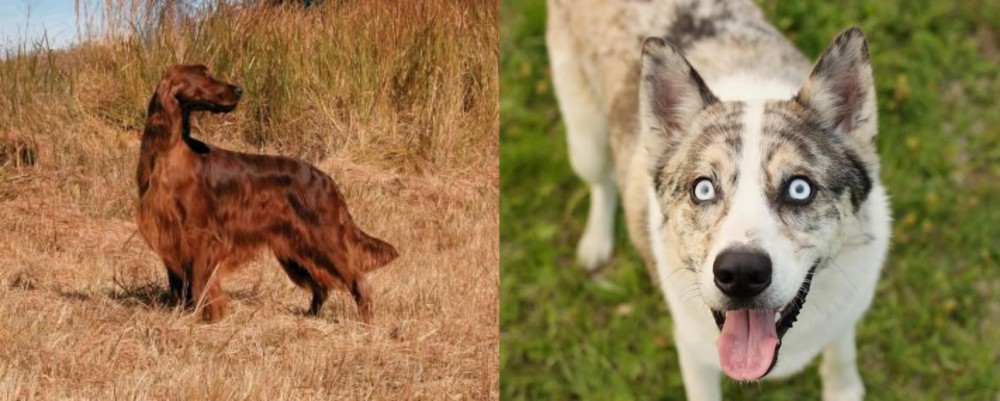 Shepherd Husky vs Irish Setter - Breed Comparison
