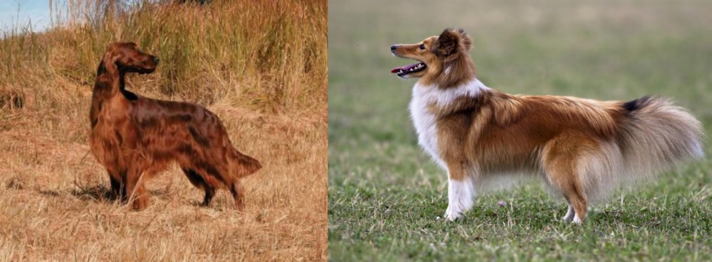 Shetland Sheepdog vs Irish Setter - Breed Comparison