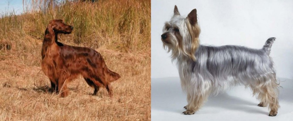 Silky Terrier vs Irish Setter - Breed Comparison