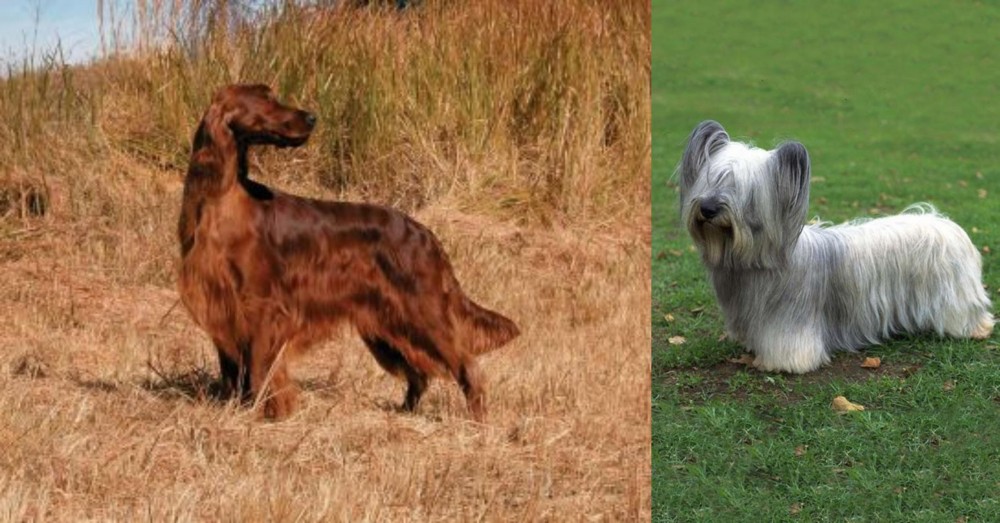 Skye Terrier vs Irish Setter - Breed Comparison