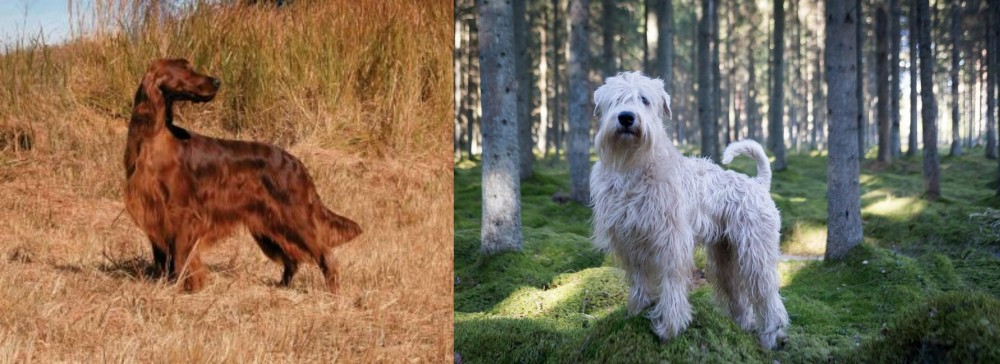 Soft-Coated Wheaten Terrier vs Irish Setter - Breed Comparison