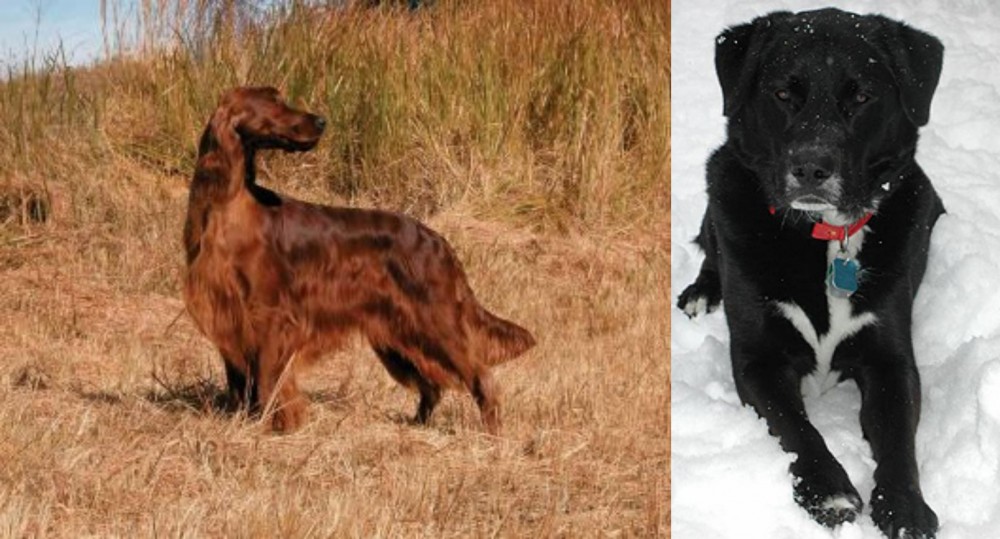 St. John's Water Dog vs Irish Setter - Breed Comparison