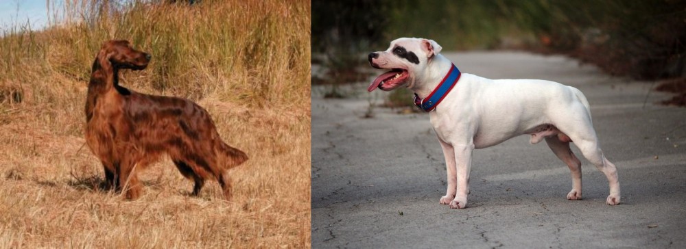 Staffordshire Bull Terrier vs Irish Setter - Breed Comparison