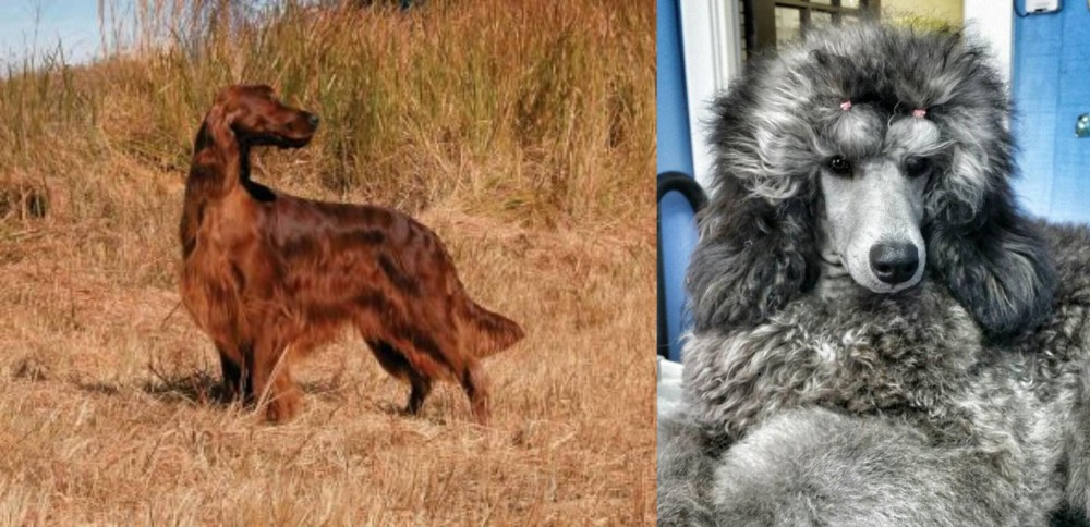 Standard Poodle vs Irish Setter - Breed Comparison