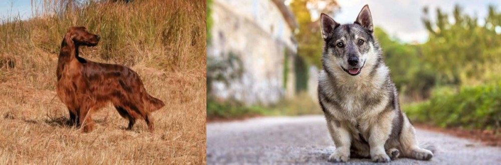Swedish Vallhund vs Irish Setter - Breed Comparison