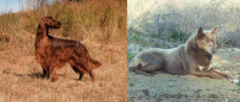 Tahltan Bear Dog vs Irish Setter - Breed Comparison