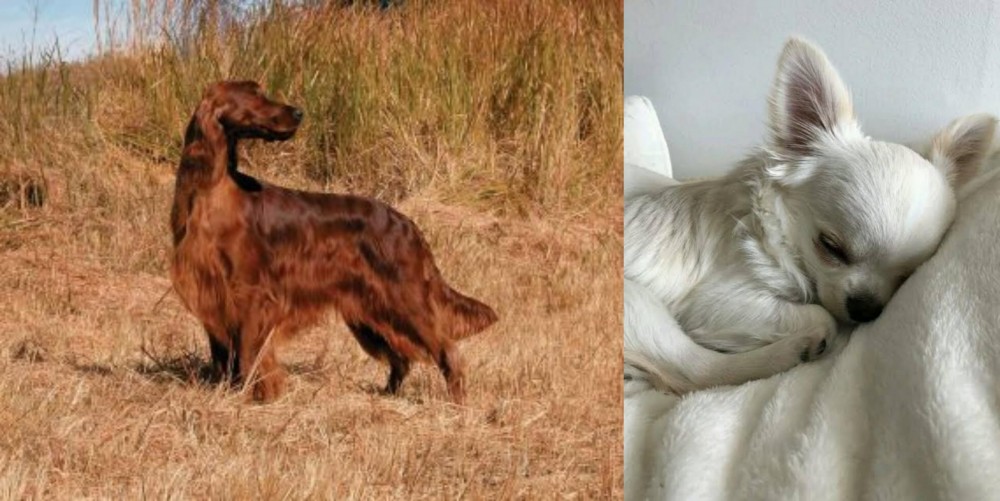 Tea Cup Chihuahua vs Irish Setter - Breed Comparison