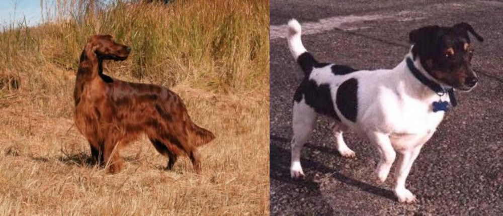 Teddy Roosevelt Terrier vs Irish Setter - Breed Comparison