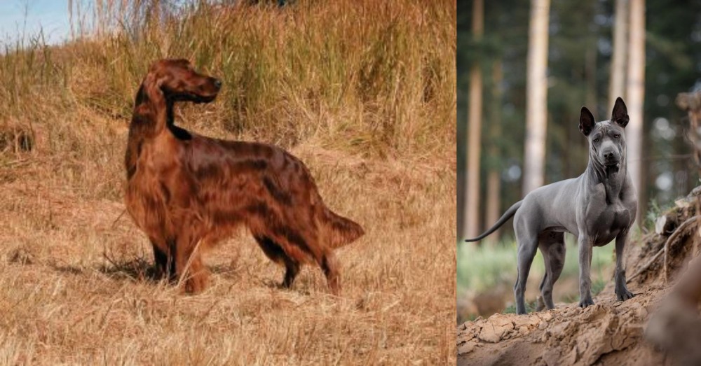 Thai Ridgeback vs Irish Setter - Breed Comparison