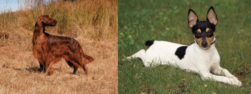 Toy Fox Terrier vs Irish Setter - Breed Comparison