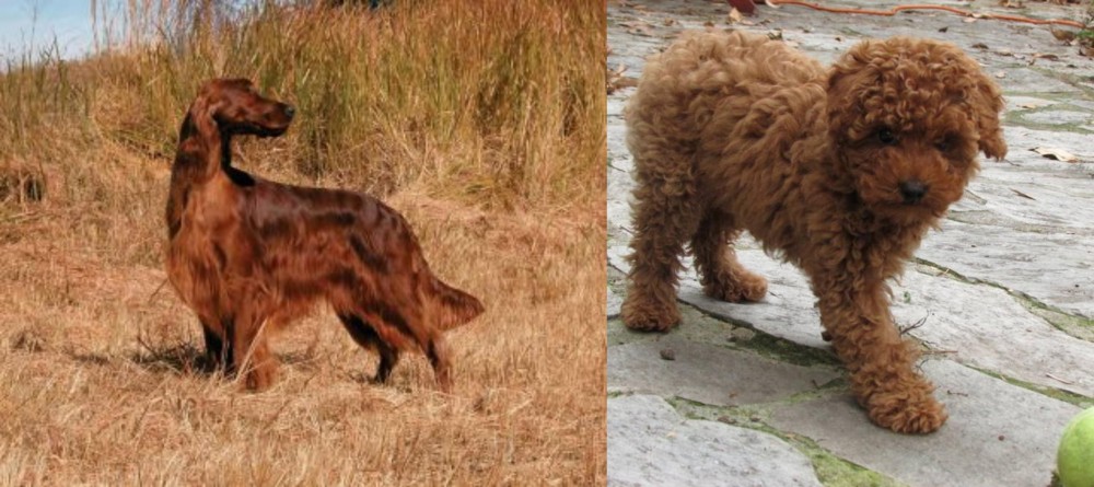 Toy Poodle vs Irish Setter - Breed Comparison