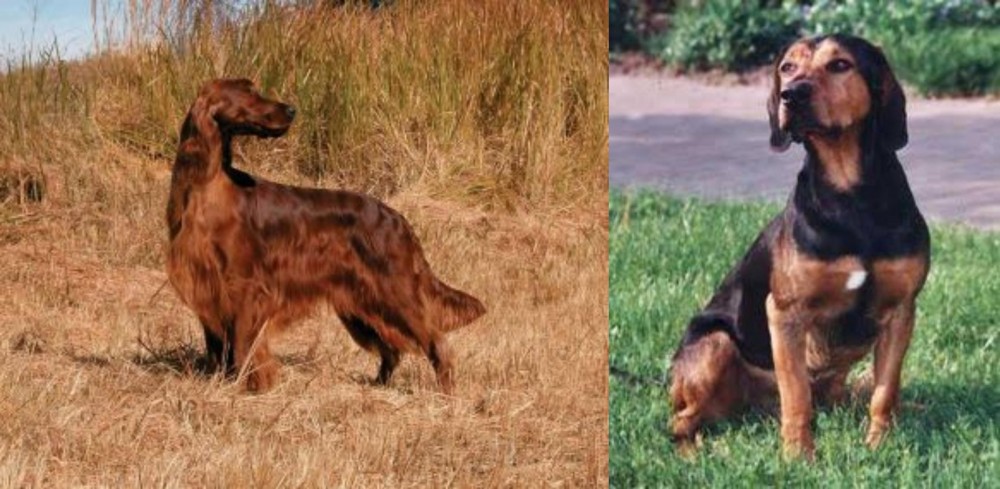 Tyrolean Hound vs Irish Setter - Breed Comparison