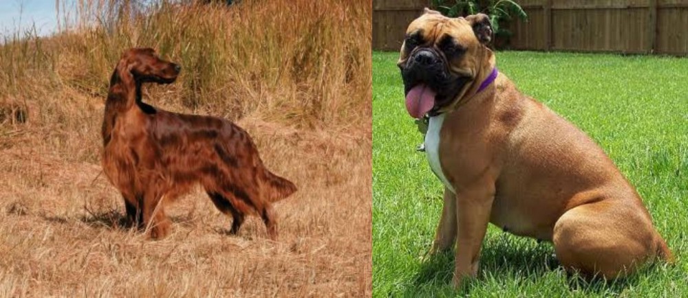 Valley Bulldog vs Irish Setter - Breed Comparison