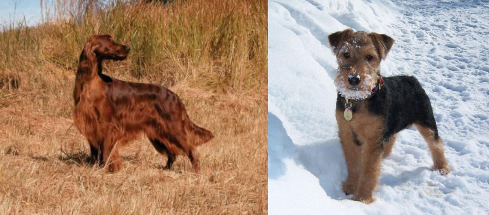 Welsh Terrier vs Irish Setter - Breed Comparison