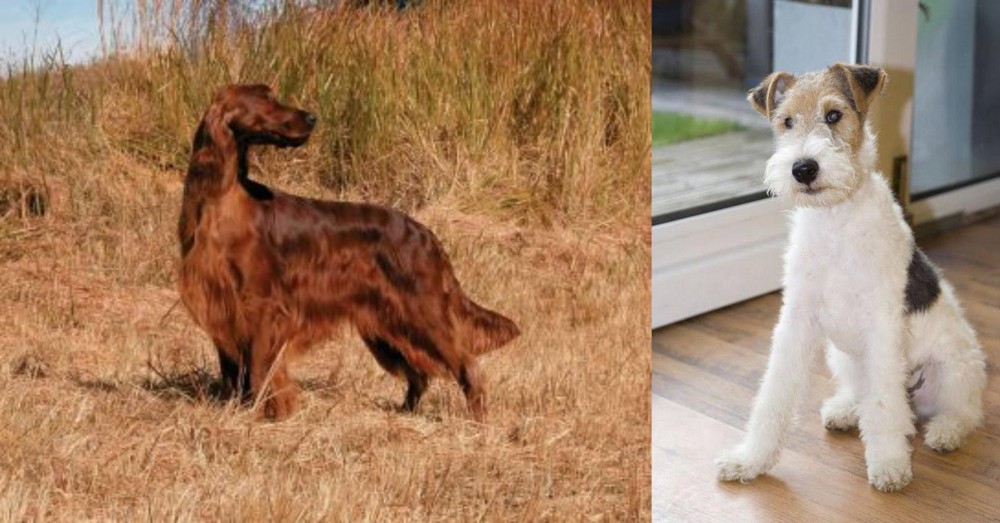 Wire Fox Terrier vs Irish Setter - Breed Comparison