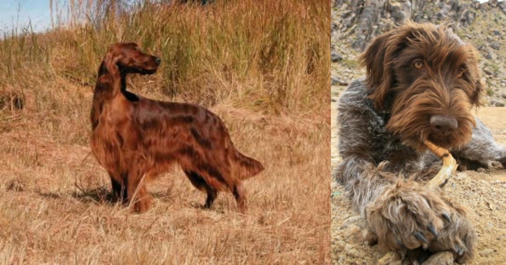 Wirehaired Pointing Griffon vs Irish Setter - Breed Comparison