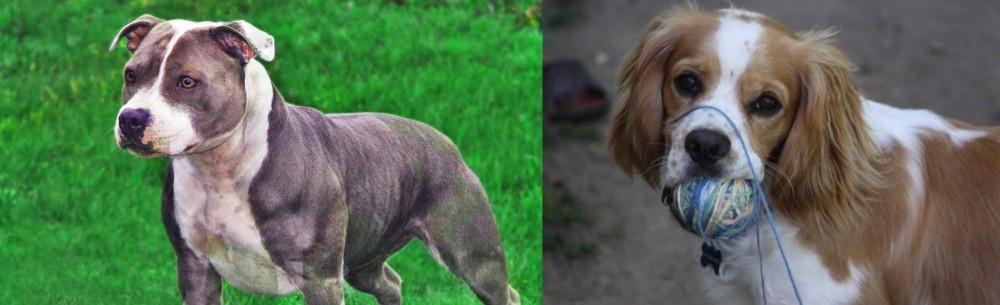 Cockalier vs Irish Staffordshire Bull Terrier - Breed Comparison