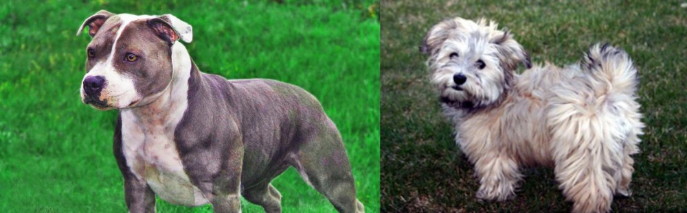 Havapoo vs Irish Staffordshire Bull Terrier - Breed Comparison