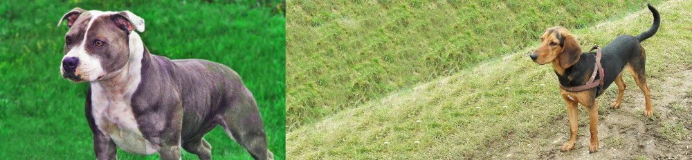 Hellenic Hound vs Irish Staffordshire Bull Terrier - Breed Comparison