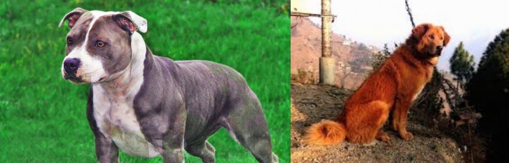 Himalayan Sheepdog vs Irish Staffordshire Bull Terrier - Breed Comparison