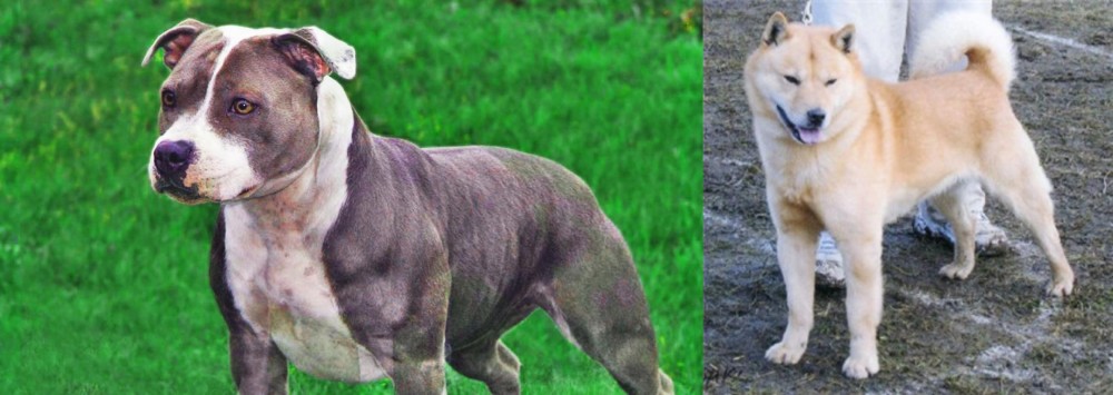 Hokkaido vs Irish Staffordshire Bull Terrier - Breed Comparison