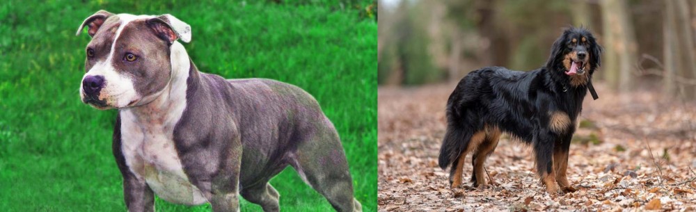 Hovawart vs Irish Staffordshire Bull Terrier - Breed Comparison