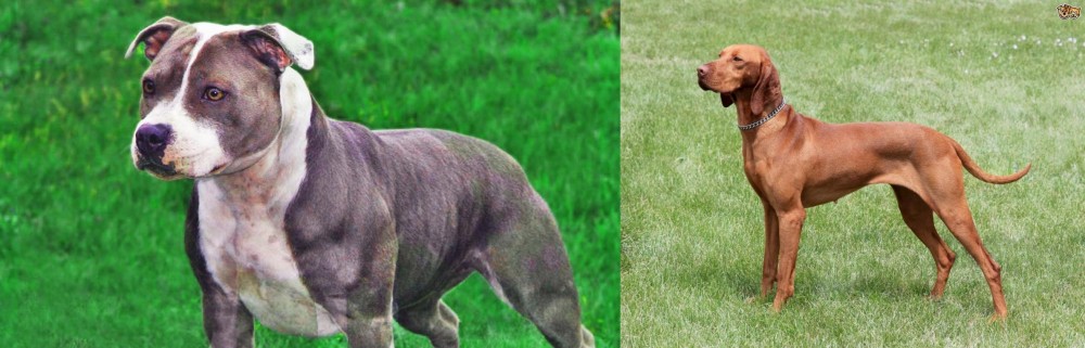 Hungarian Vizsla vs Irish Staffordshire Bull Terrier - Breed Comparison
