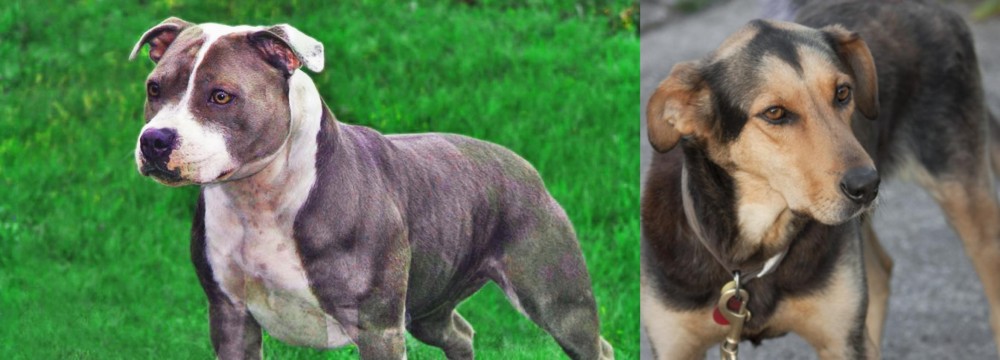 Huntaway vs Irish Staffordshire Bull Terrier - Breed Comparison