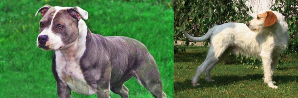 Istarski Ostrodlaki Gonic vs Irish Staffordshire Bull Terrier - Breed Comparison
