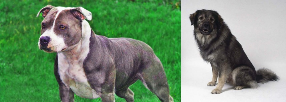 Istrian Sheepdog vs Irish Staffordshire Bull Terrier - Breed Comparison
