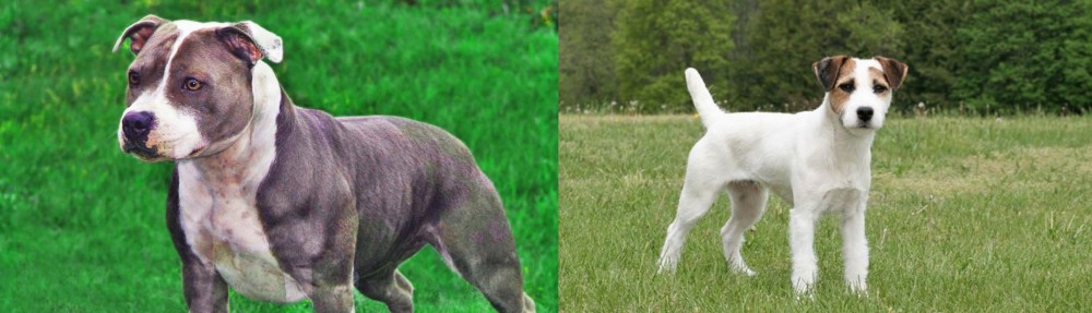Jack Russell Terrier vs Irish Staffordshire Bull Terrier - Breed Comparison
