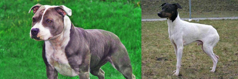 Japanese Terrier vs Irish Staffordshire Bull Terrier - Breed Comparison