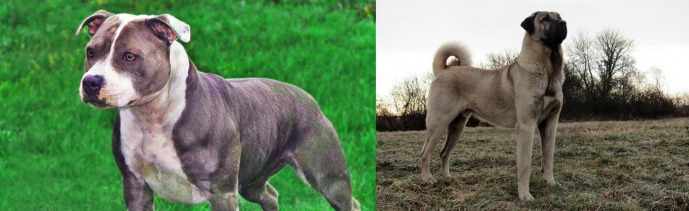 Kangal Dog vs Irish Staffordshire Bull Terrier - Breed Comparison