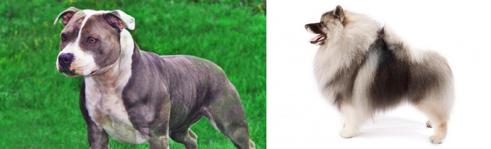 Keeshond vs Irish Staffordshire Bull Terrier - Breed Comparison