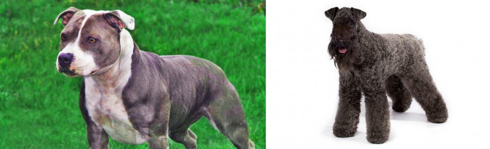 Kerry Blue Terrier vs Irish Staffordshire Bull Terrier - Breed Comparison
