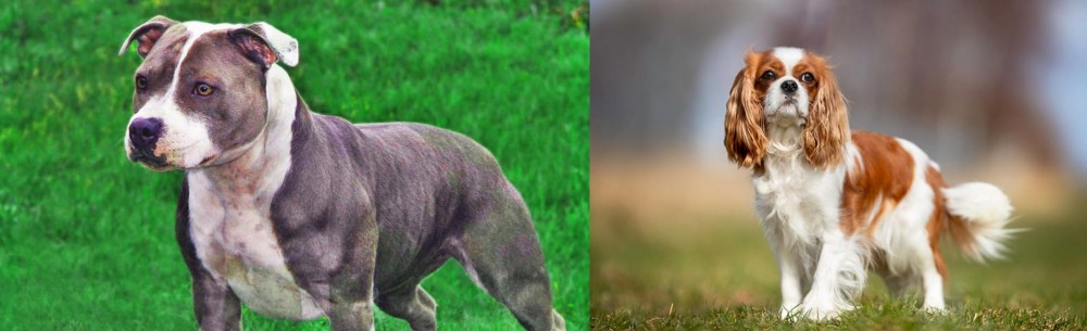 King Charles Spaniel vs Irish Staffordshire Bull Terrier - Breed Comparison